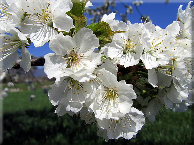 foto Ciliegi in fiore tra i Colli Asolani